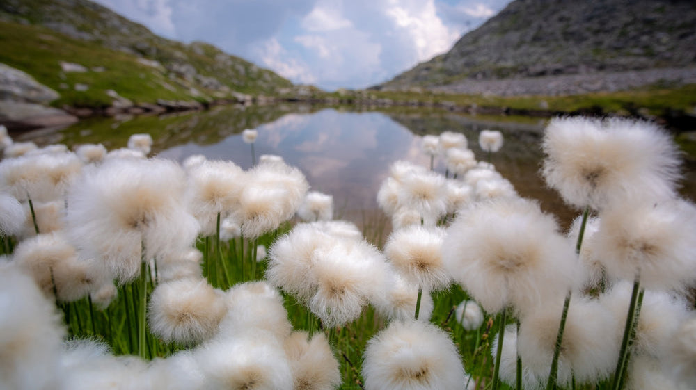 Cotton plants growing in front of a background of mountains and a lake