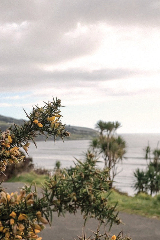 Landscape view of a Raglan coastline in New Zealand.