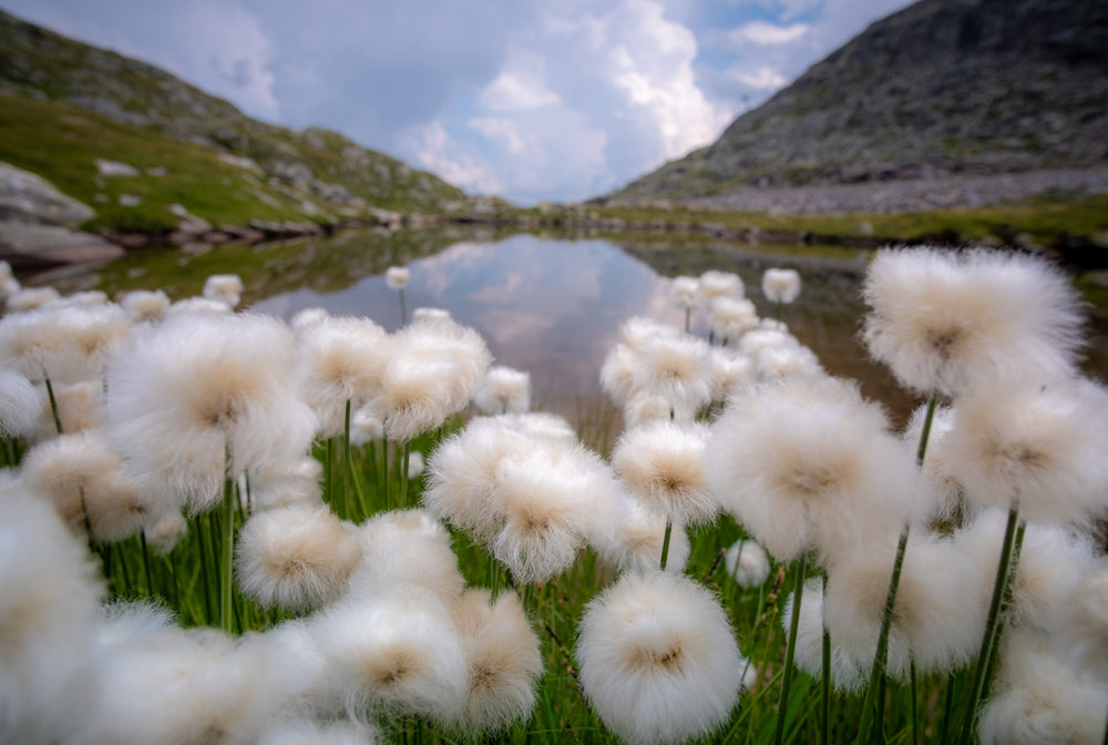 Cotton plants growing in front of a background of mountains and a lake